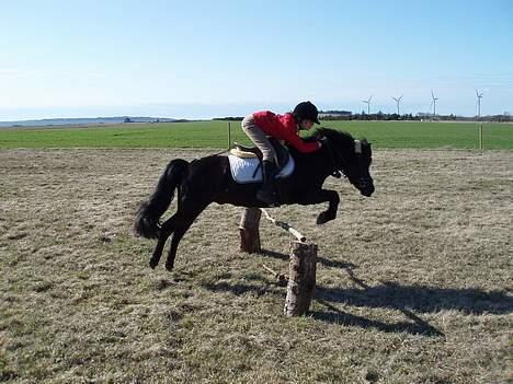 Anden særlig race Prins - - Han ELSKER at Springe <,3 billede 11