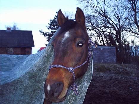 Traver  (¯`v´¯)targo Birke(¯`v´¯) - se hva jeg har fået på hoved  billede 1