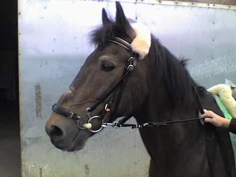 Anden særlig race Frederik - R.I.P. :'( billede 10