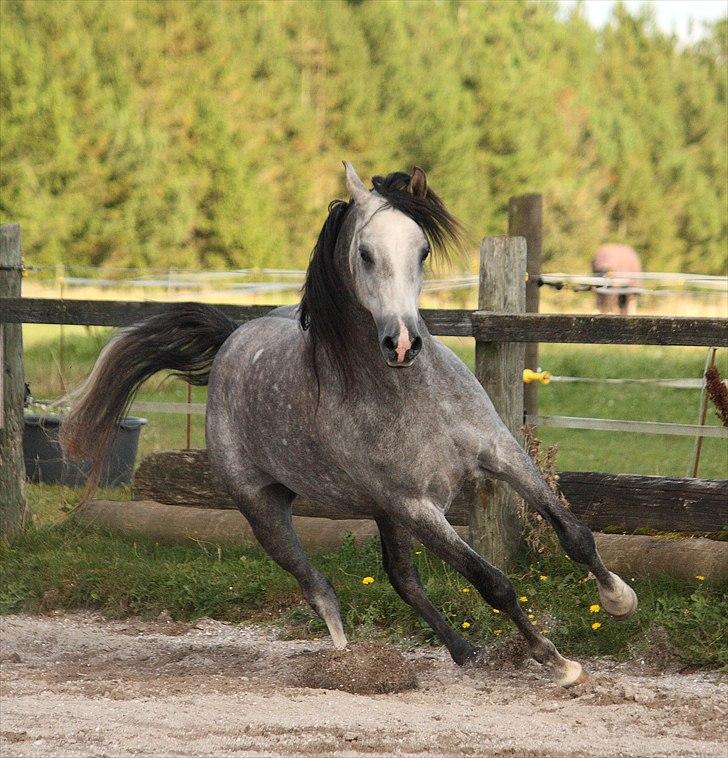 Arabisk fuldblod (OX) Wisdoms Al Ashab ox 4211 - Nyt september 2010 billede 15