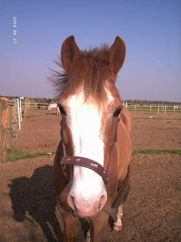 Anden særlig race Jack - Se mig jeg er såe sød med en grime der er skæv ;P billede 3