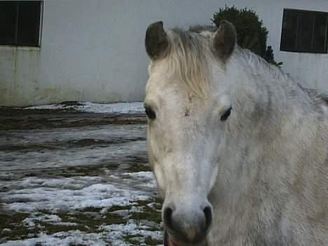 Welsh Pony (sec B) Skovbjergs Percy SOLGT. - Ihh.. R jeg ikk bare lidt for lækker ?  billede 1