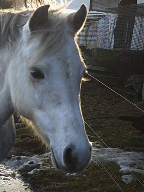 Welsh Pony (sec B) Skovbjergs Percy SOLGT. billede 2