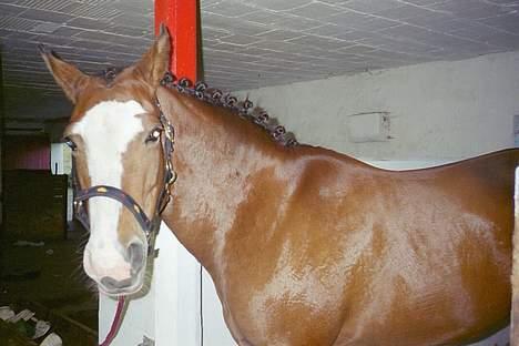 Anden særlig race Cici *død* :'( - min smukke gamle pony som jeg passede for karen :) passer den desværre ikke mere :( billede 1