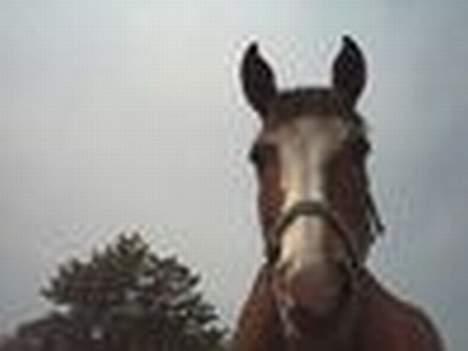 Anden særlig race Cici *død* :'( - den pony er sååå kær! billede 6