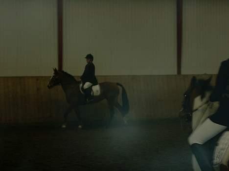 Anden særlig race Cici *død* :'( - cici og jeg til stævne i hurk. billede 7