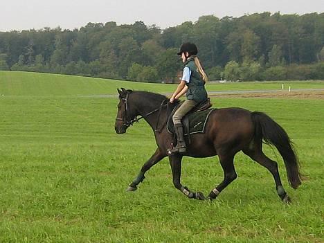 Anden særlig race Dark Beauty - Trav, trav og atter trav billede 11