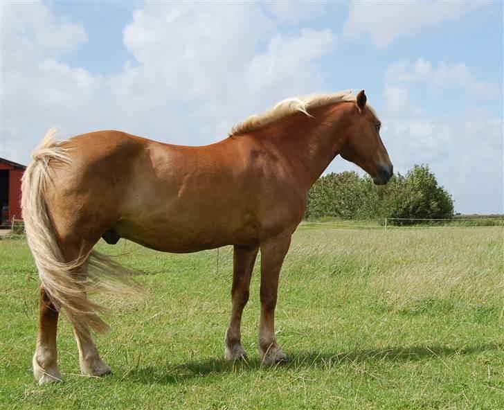 Haflinger Agent 007 - #14 billede 14