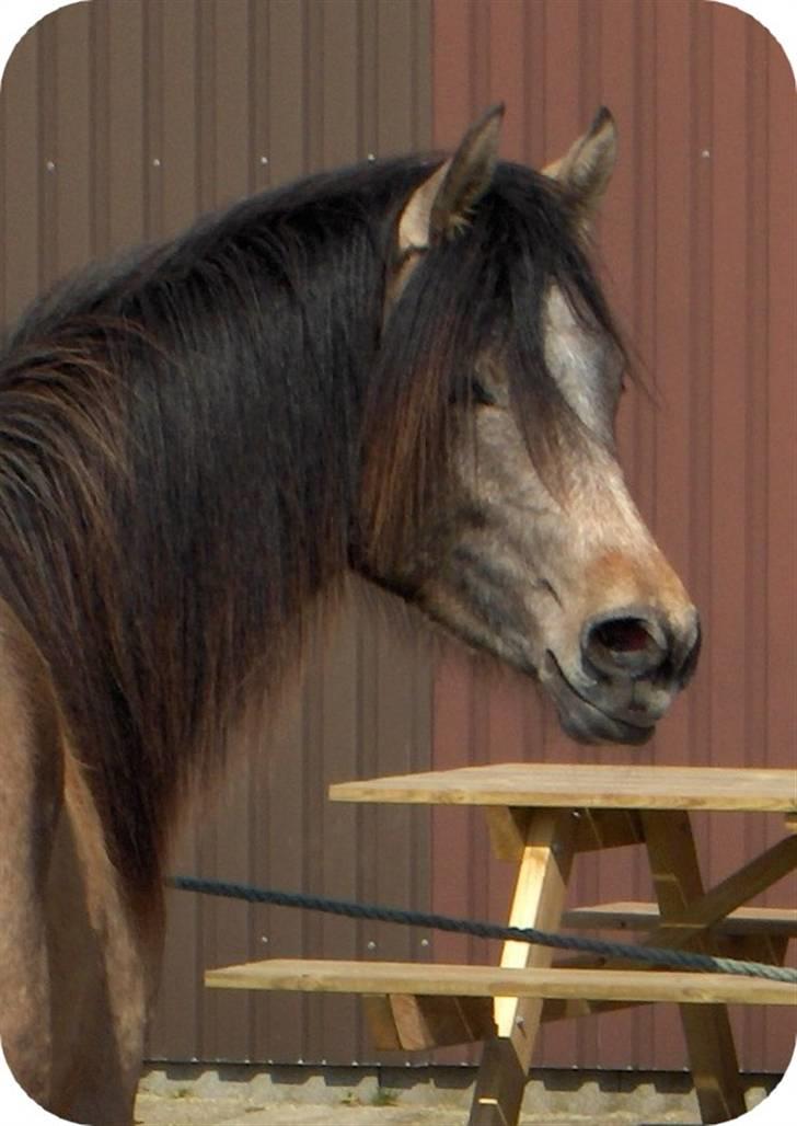 Sportsaraber (A) So El Diabla billede 7