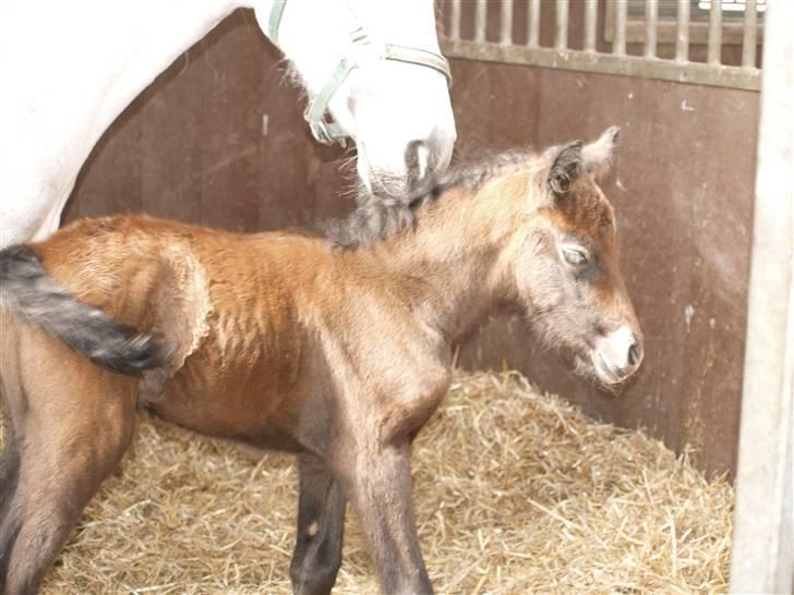 Connemara Barholts Evita billede 7