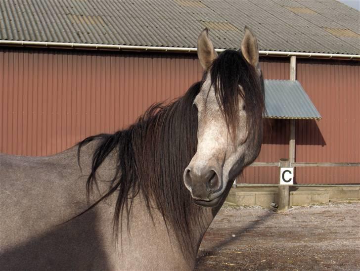 Sportsaraber (A) So El Diabla billede 16