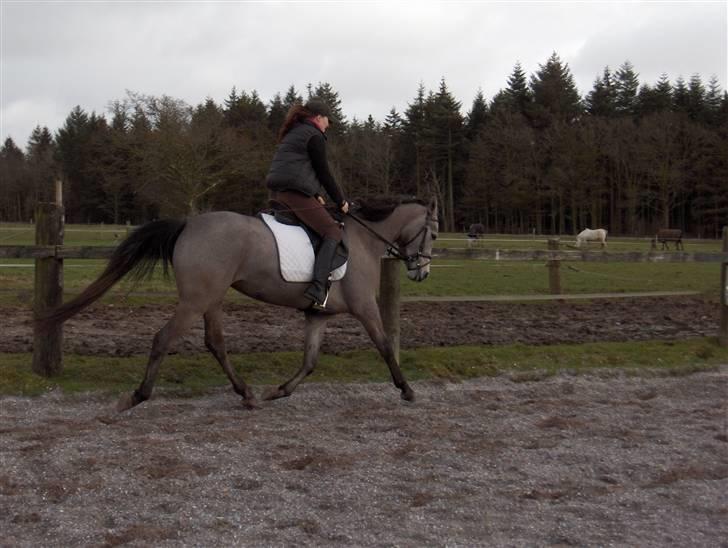 Sportsaraber (A) So El Diabla billede 18