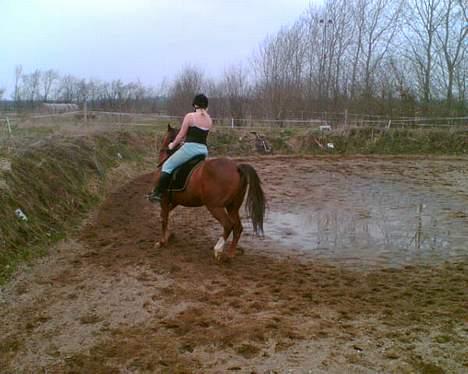 Traver Filur billede 14