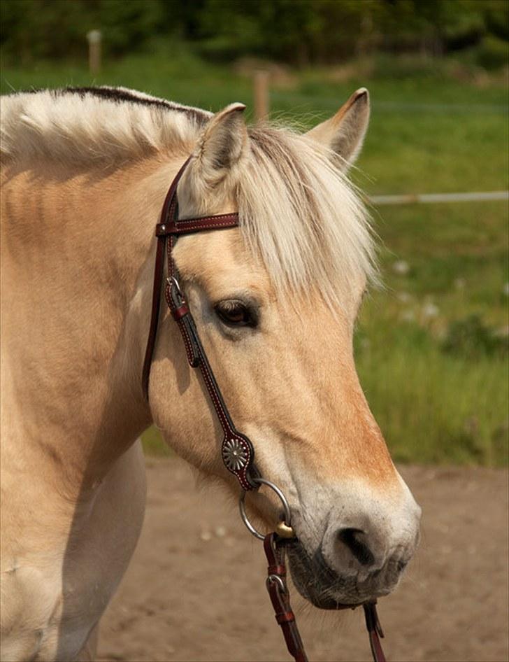 Fjordhest Gnisten - Velkommen til gnists profil, se gerne på alle billederne og læg en kommentar eller en udf..=) billede 1