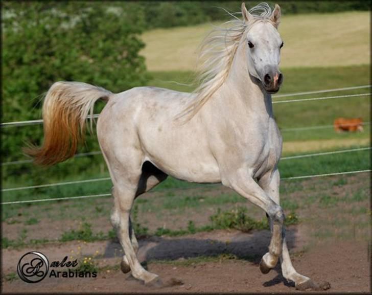 Arabisk fuldblod (OX) HA Serafin - SOLGT - Juni 2007 billede 1