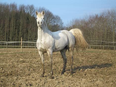 Connemara Barholts Evita billede 10