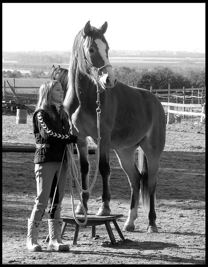 Anden særlig race Wariant<3 My Pride! Himmelhest - 9 * Lidt træning. Her på horsemanship-kursus på Karlsbjerggård d. 6 okt 07. Wariant står på skammel. Og jeg ser dum ud x) billede 14