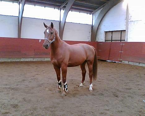 Dansk Varmblod Fedor <3 - smukke Fedor , Ved at blive løs springet Hjemme =)  billede 13