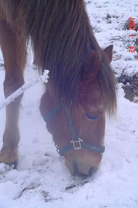 New Forest Walker - Det er jo blevet vinter, så er sne spænende .. ;D billede 8