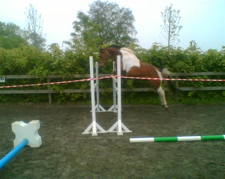 Pinto Maximus Jones - mr. jones da jeg havde redet ham for første gang billede 1