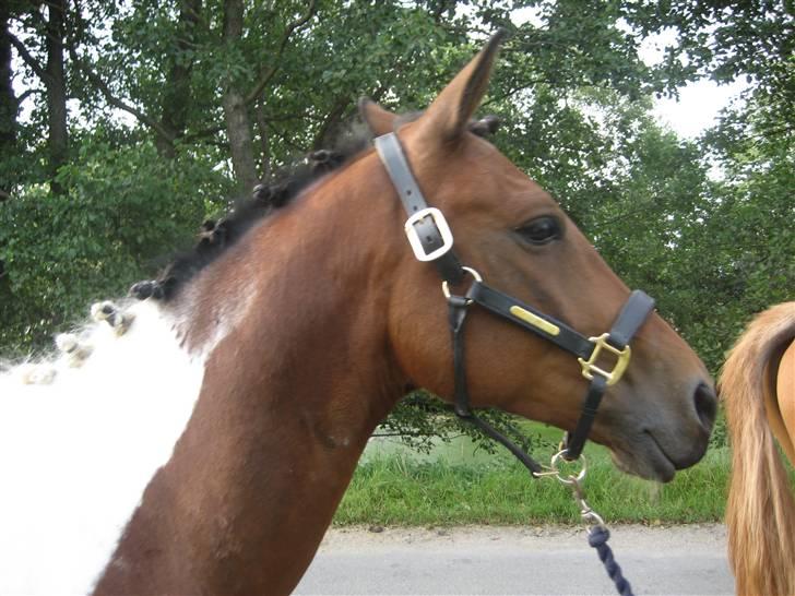 Pinto Maximus Jones - mr. jones billede 2