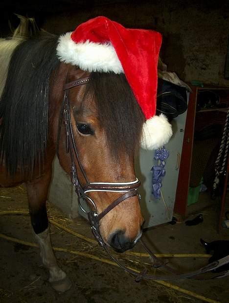 Pinto Maximus Jones - mr. jones jule aften billede 3