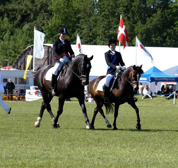 New Forest Tetania Af Damagergård - Oldenborg/New forestopvisning på Det Fynske dyrskue 2009. Tetania og jeg med det blå bånd :)  billede 11