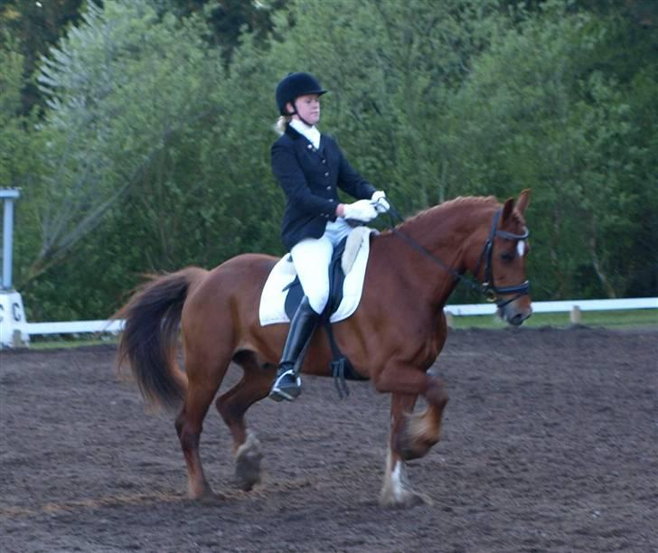 Anden særlig race Hudson SOLGT - Morsø 2008 (: billede 6