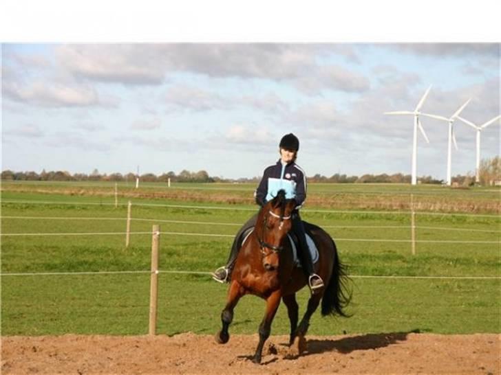 Dansk Varmblod Rondo Quintus, Solgt, R.I.P. - Nr 4. Mig og Rondo 3 gang på ham efter jeg fødte frederik billede 4