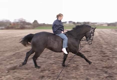 Anden særlig race Moon Shadow *SOLGT* - Shadow der bliver longeret mens Nastja rider ham :0)  billede 18