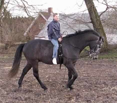 Anden særlig race Moon Shadow *SOLGT* billede 19