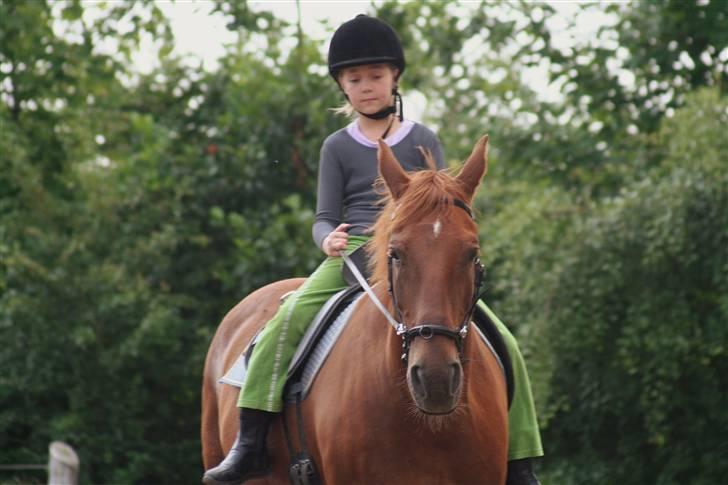 Hannoveraner Gaston - Naja og Gaston til undervisning, 2007 billede 9