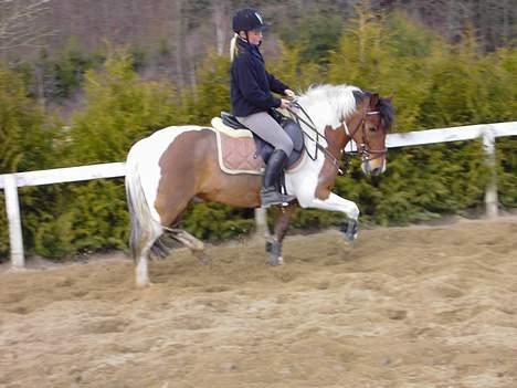 Anden særlig race Tex (Solgt) billede 15