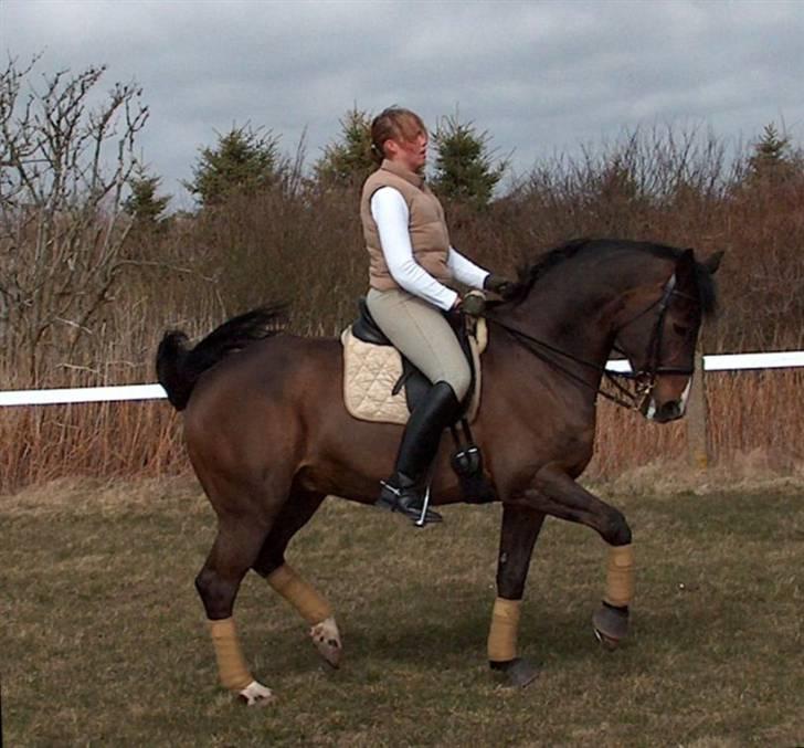Anden særlig race Monark - A-hest i dressur - Velkommen til min lille dressurstjernes profil :-) Foto: KarenTT billede 1