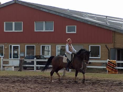 Anden særlig race Monark - A-hest i dressur - Lige lidt trav Foto: KarenTT billede 3