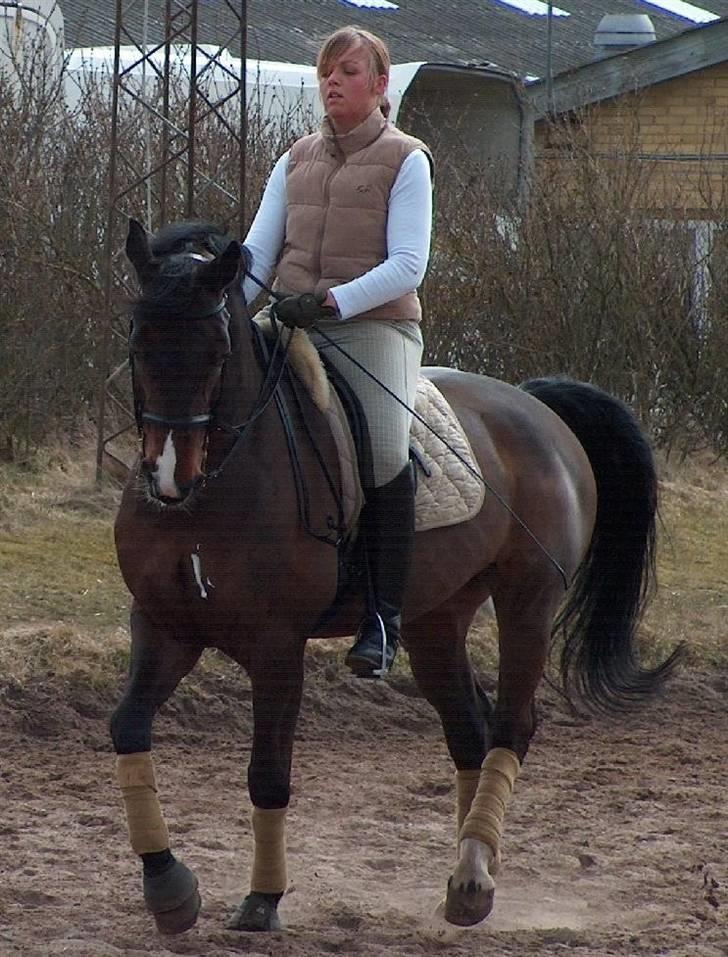 Anden særlig race Monark - A-hest i dressur - Lidt travers Foto: KarenTT billede 4