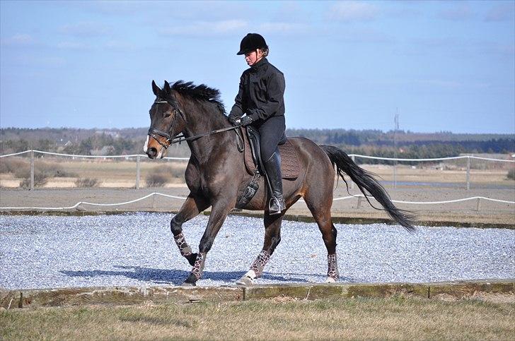 Anden særlig race Monark - A-hest i dressur - Galop :) Foto: Kathrine Helt  billede 5