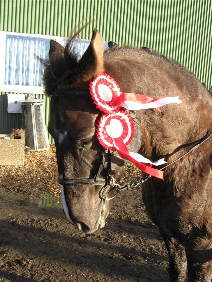 Anden særlig race Santos ¤Rideskole hest¤ - Wee :D 2 1pladser :D billede 7