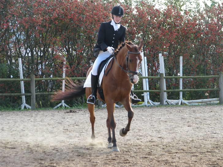 Tysk Sportspony Orleon( B-pony)<3Solgt:'( - Sydjysk mesterskab for hold :D<3 Fotograf : Magda <3:* billede 14