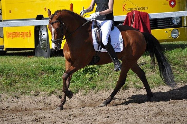 Tysk Sportspony Orleon( B-pony)<3Solgt:'( - <3 Orleon? Jeg elsker dig<33(L) billede 15