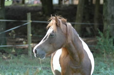 Pinto Museline - Det hvor hun stod da vi købte hende. billede 1