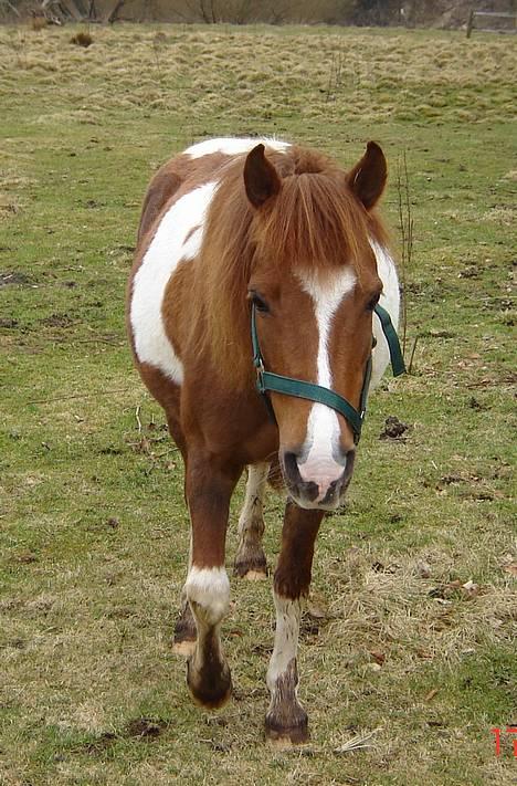 Pinto Museline - Lidt nysgerrig er man vel... billede 3