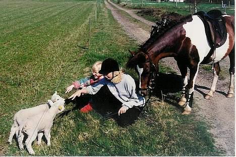 Pinto Museline - Ovre ved naboen og hilse på de nye lam... billede 4