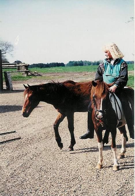 Pinto Museline - Her er med hendes føl, ja han er blevet noget større end hende... billede 6