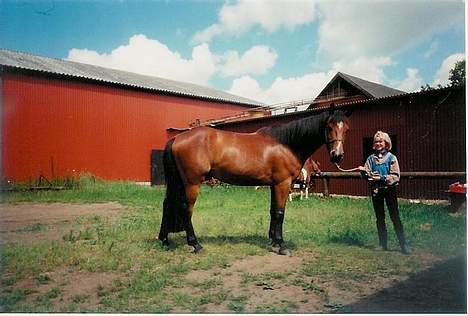 Pinto Museline - Hendes søn, faren var en dansk varmblod så derfor er han meget større end hende... billede 8