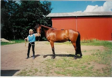 Pinto Museline - Det skal lige siges at han er solgt.... billede 9