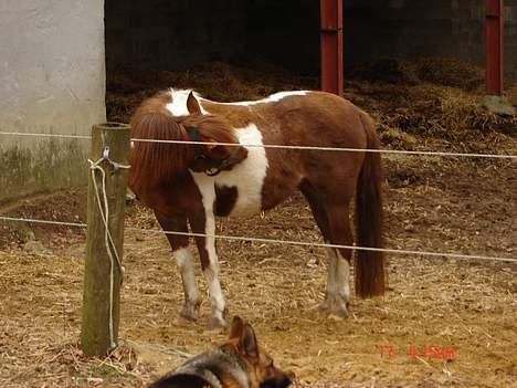 Pinto Museline - Uha hvor det klør... billede 10