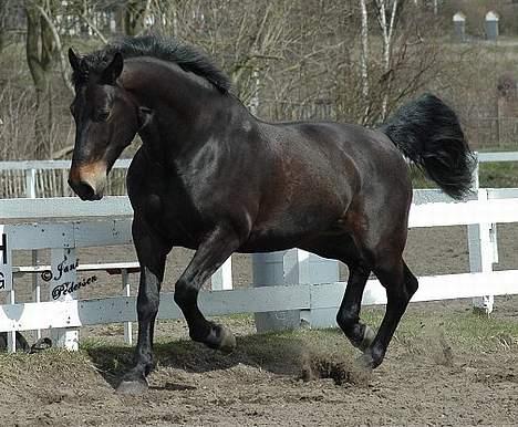 Oldenborg Grock Birkehøj *Solgt* - *nyt* Taget den 18/4 - 06 billede 11