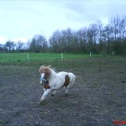 Shetlænder Benjamin - Solgt