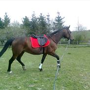 Traver elektra sølvbjerg(solgt)